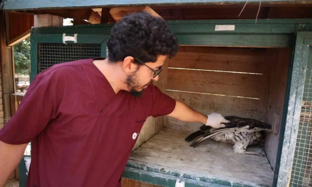 Antalya’da Nesli Tehlikedeki Yaralı Yılan Kartalı Doğaya Uğurlandı! 1